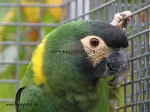 Golden-collared Macaw, Primolius auricollis