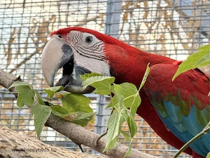 Green-winged Macaw (Ara chloropterus) nibbling on buds..