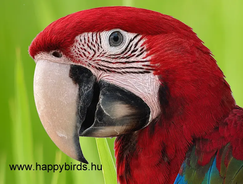 Zöldszárnyú ara (Ara ararauna)