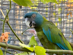 Blue-headed Macaw chewing on a tree branch.