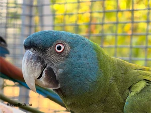 Blue-headed Macaw, Primolius couloni.
