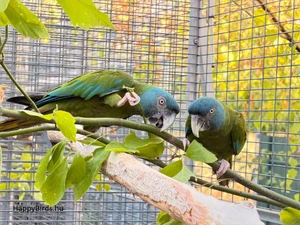 Pair of Blue-headed Macaws chewing on branches and buds.