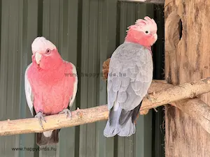 Galah cockatoo chick with its parent.