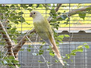 Male Mooncheek Pyrrhura molinae used for breeding