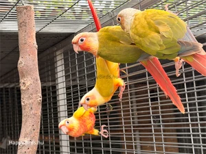 Young Pyrrhura molinae Red Face Pineapple and Red Face Suncheek birds with their parents.
